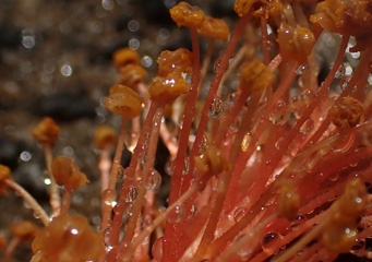 P1033565b.jpg